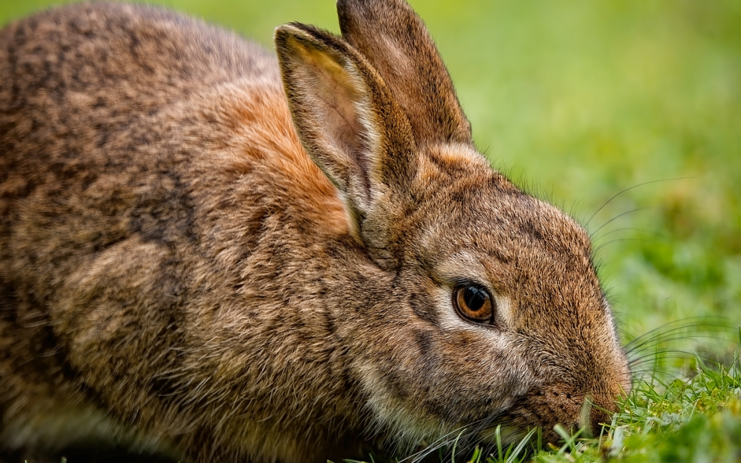 Rabbit Care Guide: How to Keep Your Bunny Happy and Healthy